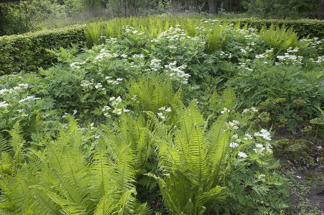 Myrrhis odorata, syn. Scandix odorata (Sweetthorn) and Matteuccia