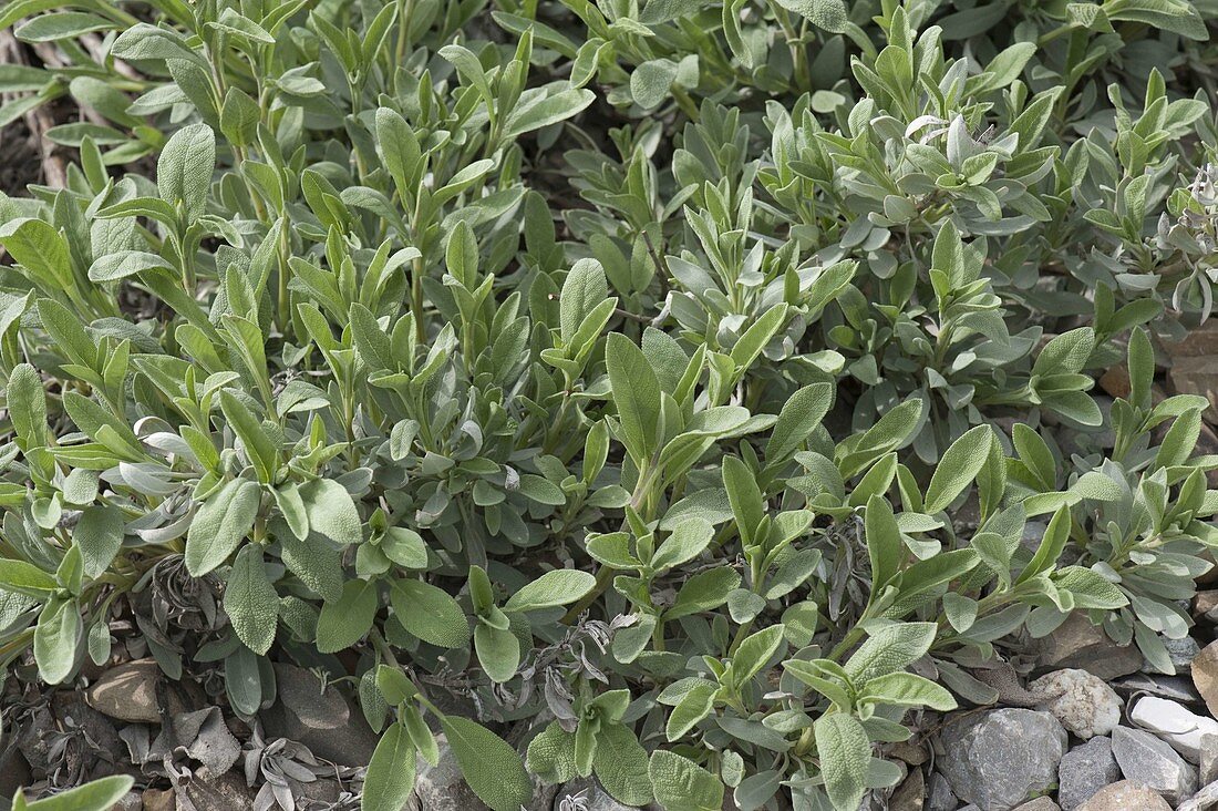 Salbei (Salvia officinalis) im Beet