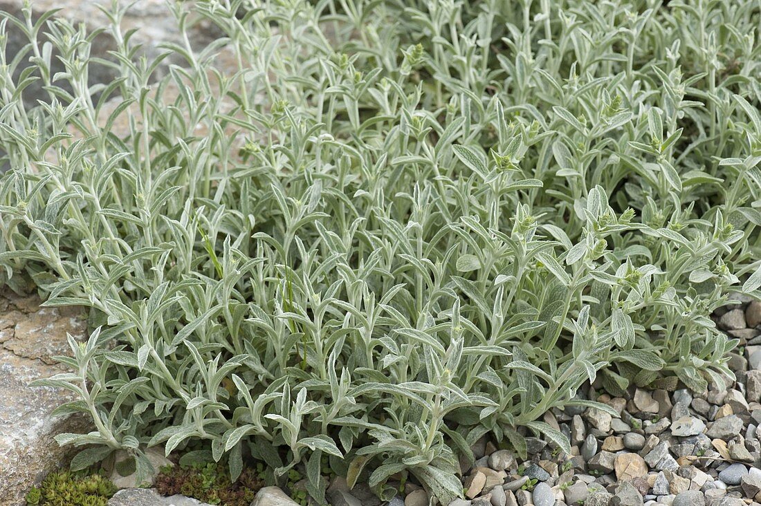 Sideritis syriaca (Griechischer Bergtee, Gliedkraut), aromatische Teepflanze