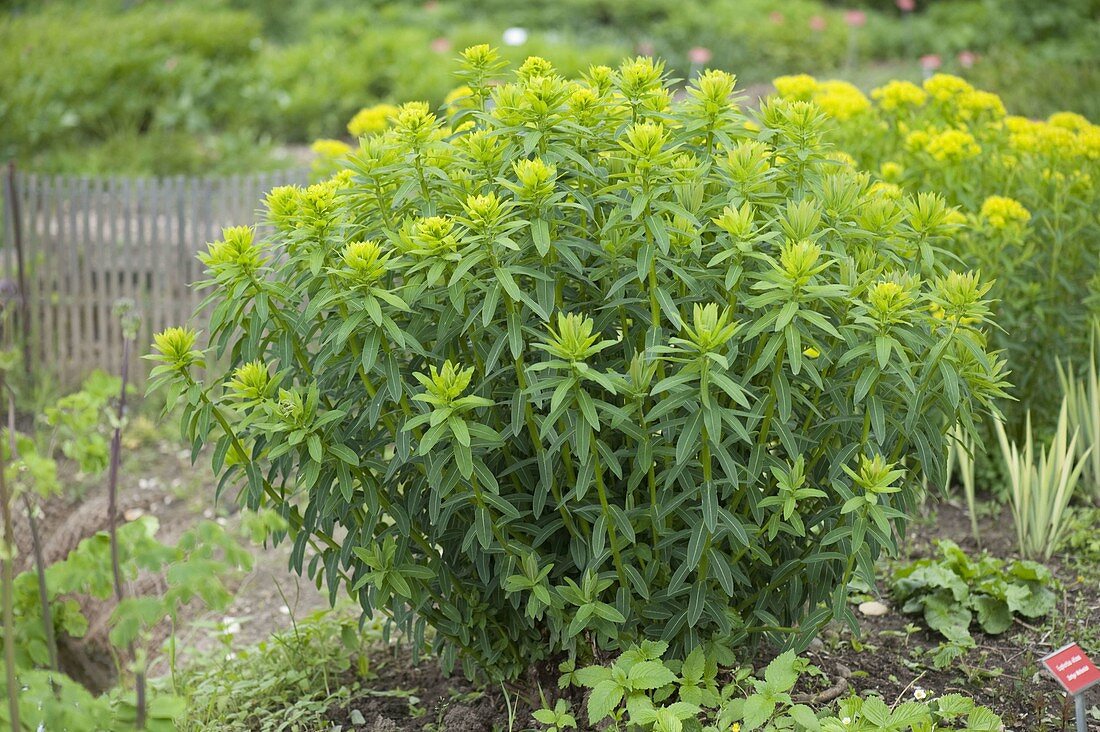 Euphorbia villosa (Shaggy spurge)