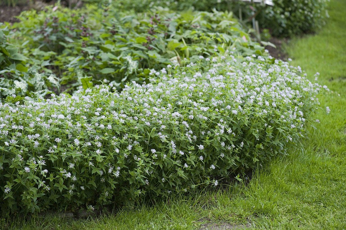 Asperula taurina (Turin Master)