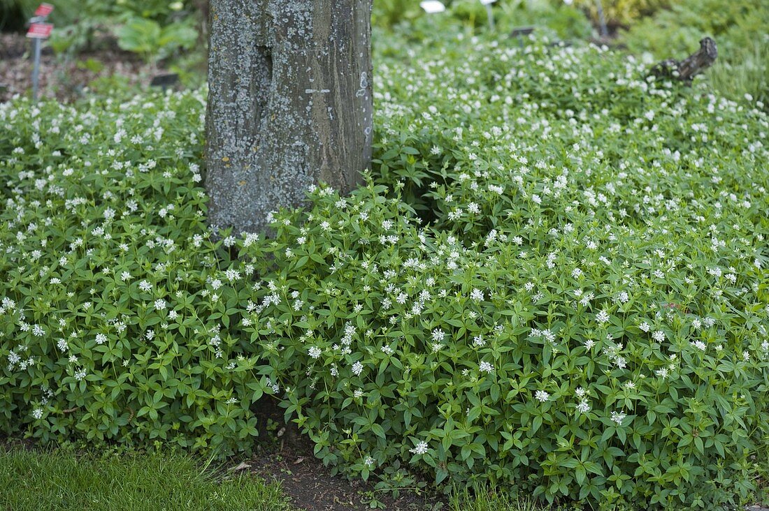 Asperula taurina (Turin Master)