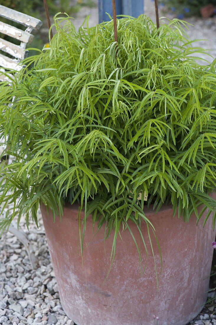 Sanguisorba obtusa 'Alba' (weißer Japan-Wiesenknopf)