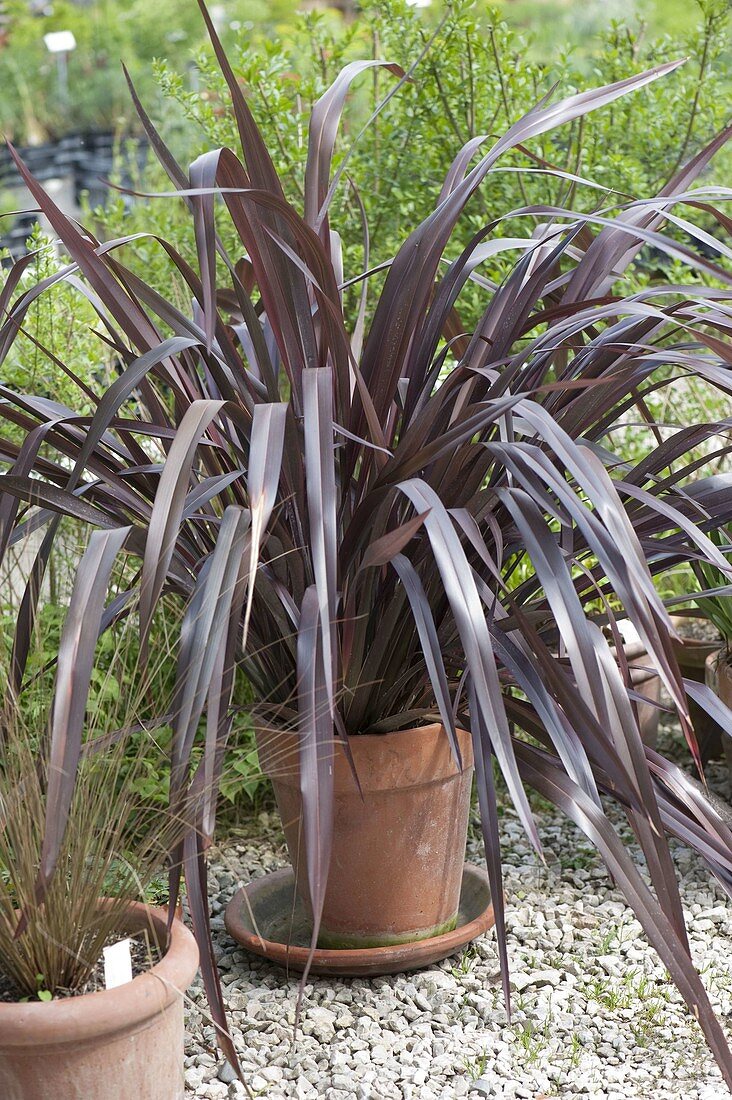 Phormiun tenax 'All Black' (New Zealand flax) in terracotta pot