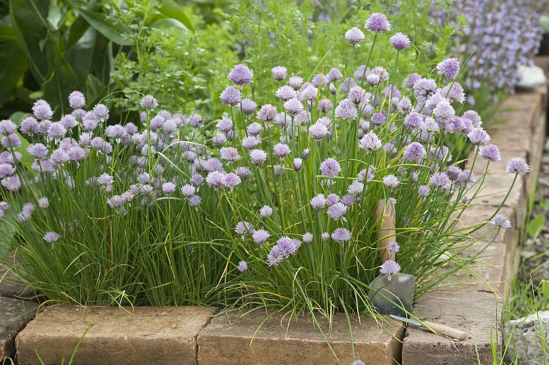 Flowering Allium schoenoprasum (chives) in the flower bed