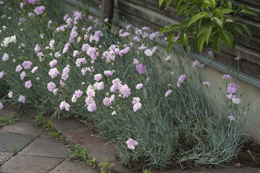 Dianthus plumarius 'Ine' (Feather Carnation)