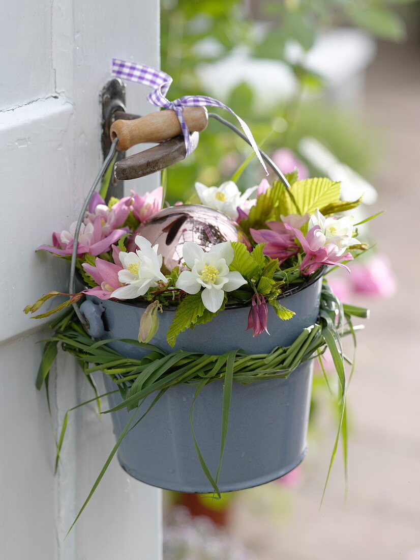 Aquilegia (columbine), Carpinus betulus (hornbeam, hornbeam)