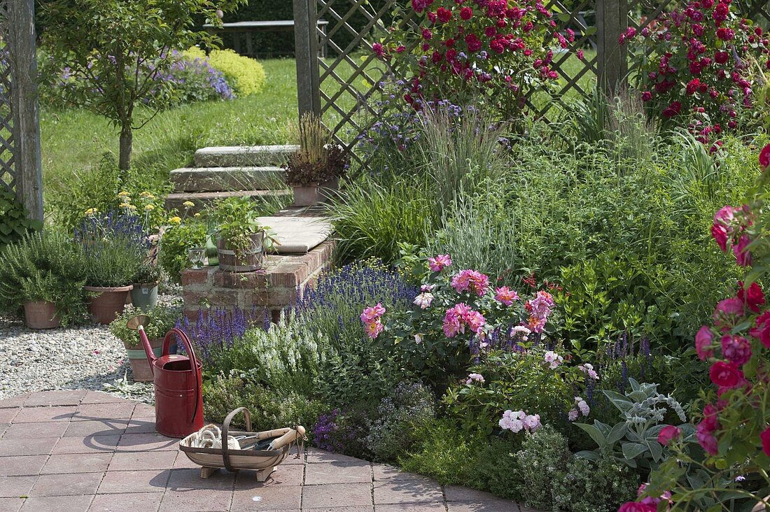 Plant roses and sage in the bed