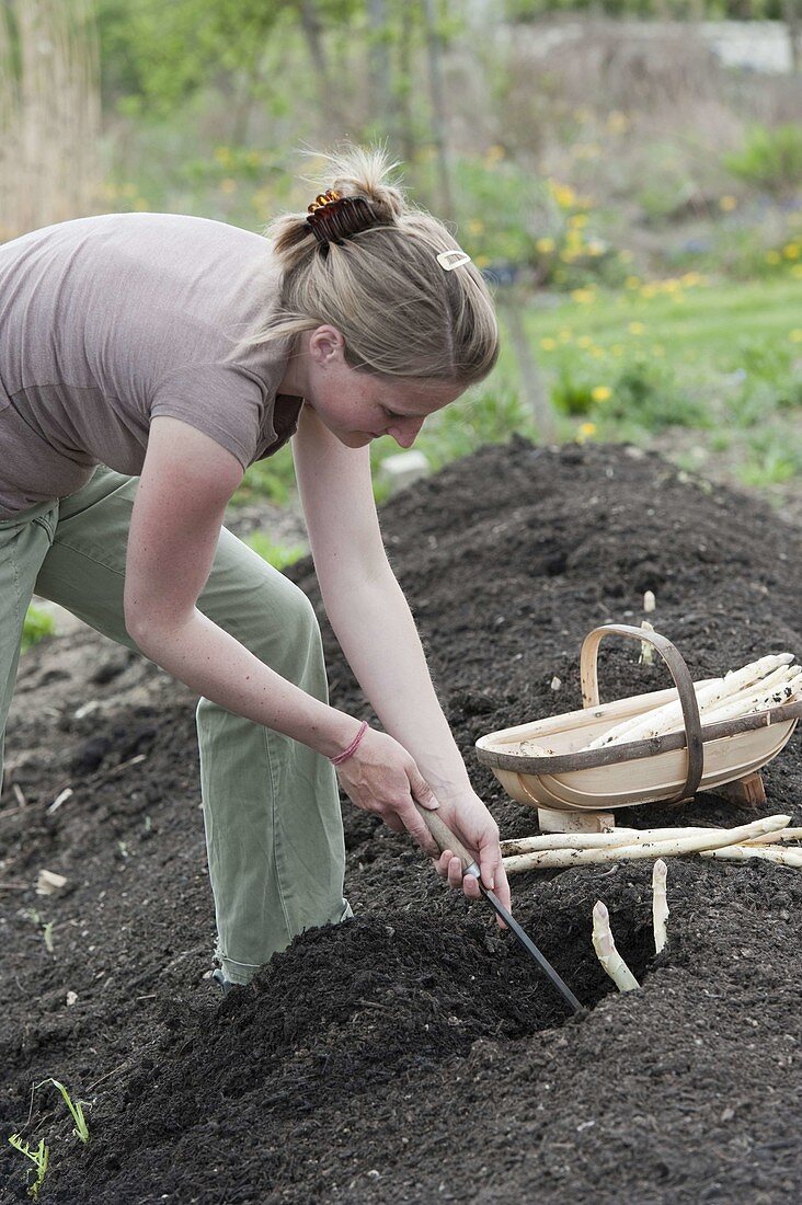 Woman harvesting asparagus, asparagus cutter, splint basket