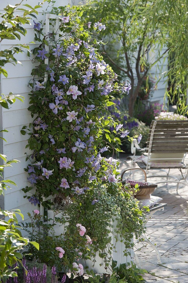 Clematis 'Juuli' and 'Piilu' (woodland vines) underplanted with Glechoma hederacea