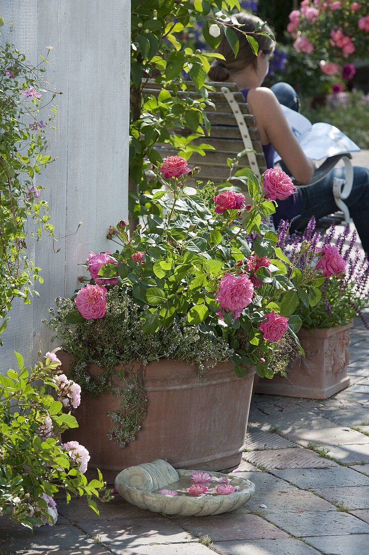 Rosa 'Dan Poncet' (Generosa-Rose) von Guillot, öfterblühend, leichter Duft