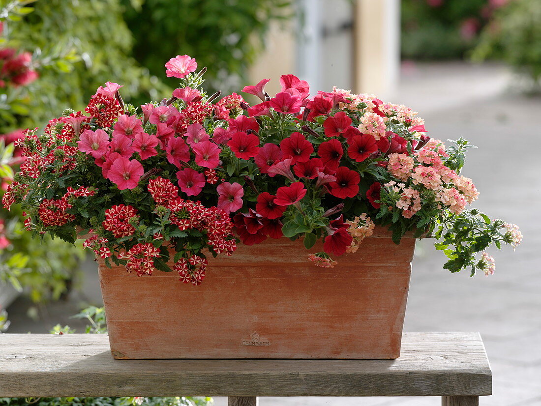 Verbena Estrella 'Peach', 'Vodoo Star' (verbena), Petunia Bingo 'Red', 'Coral'.