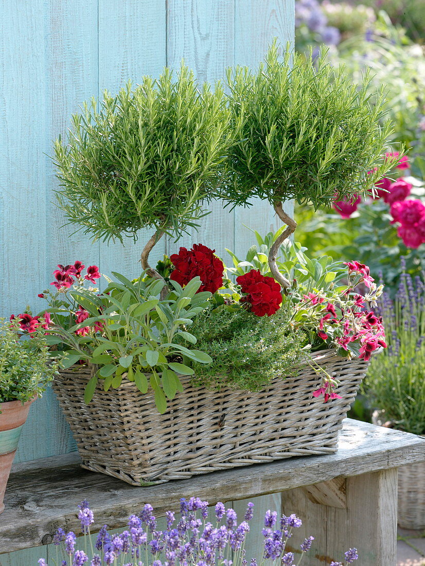 Rosemary stem with twisted stem in basket box