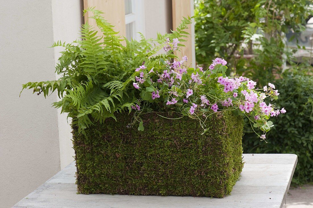 Make your own planter box from wire and moss (10/10)