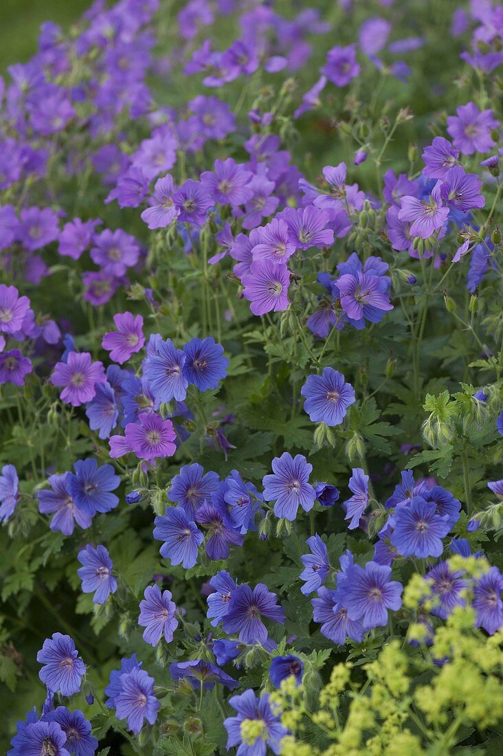 Geranium pratense 'Johnson's Blue', gracile 'Sirak'