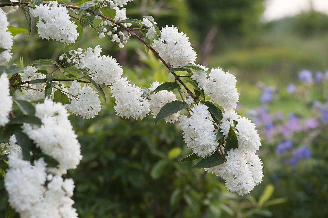 Deutzia scabra (Deutzia, star bush)