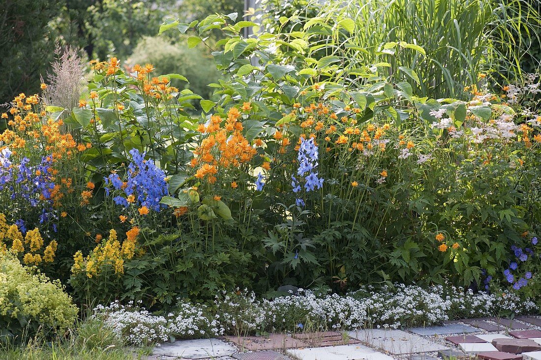 Blue-yellow perennial border