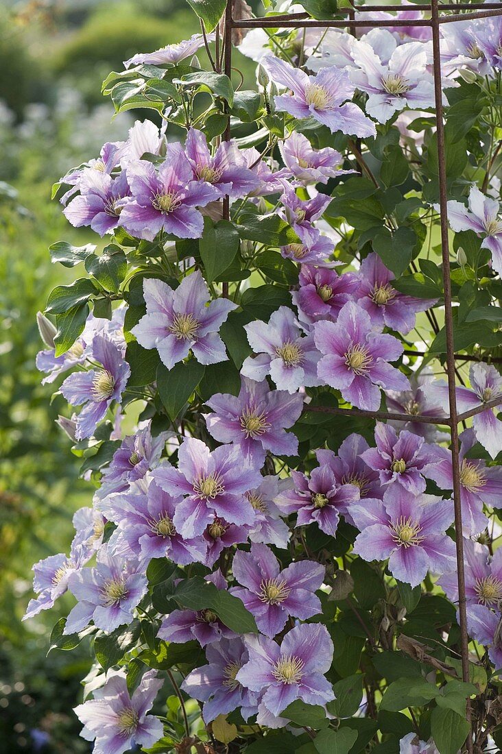 Clematis hybrid 'Piilu' (clematis)