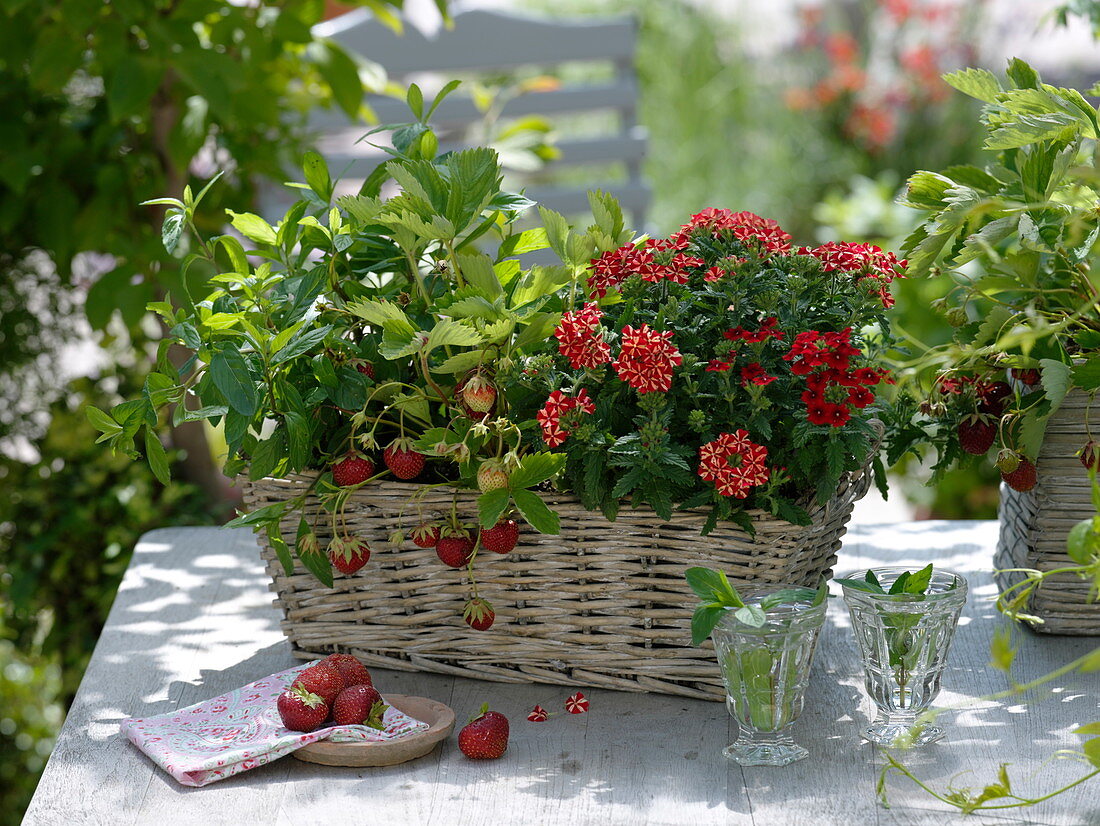 Basket box with Verbena Estrella 'Voodoo Star' & 'Voodoo Red' (Verbena)