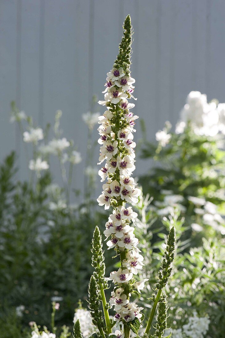 Verbascum nigrum 'Album' (white-flowered dark mullein)