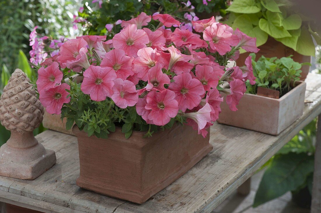 Petunia 'Bingo Coral' (Petunia) in terracotta box