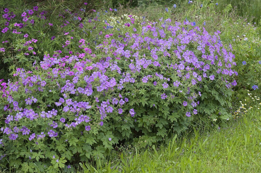 Geranium pratense 'Johnson's Blue' (Cranesbill)