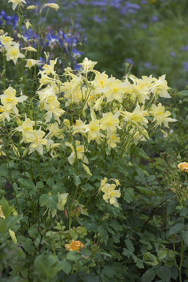 Aquilegia chrysantha 'Yellow Queen' (Gold-akelei)