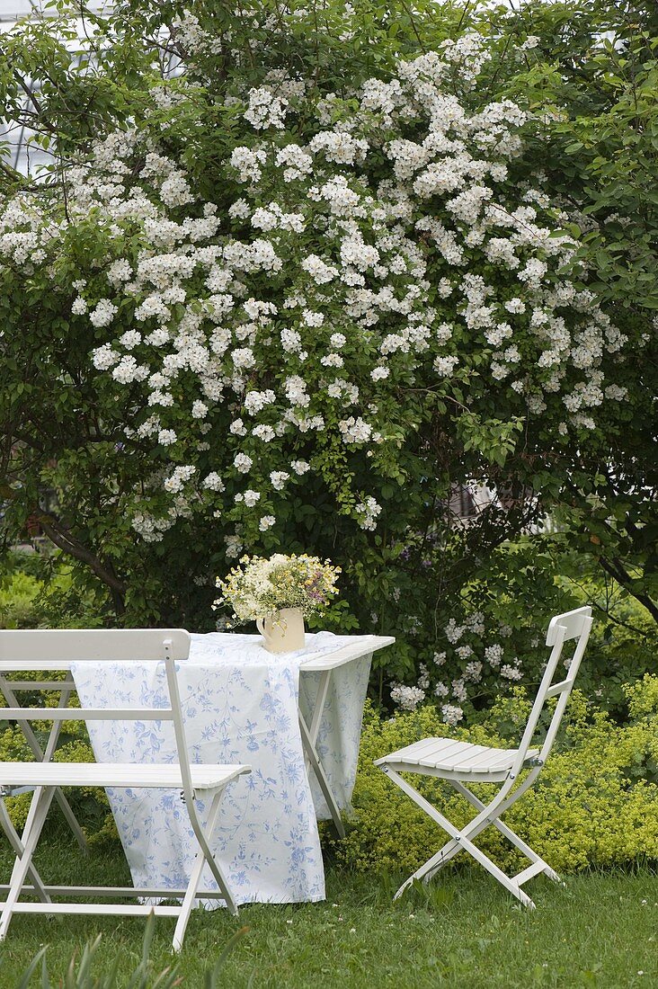 White seating area under Rosa multiflora (multiflora rose), Alchemilla