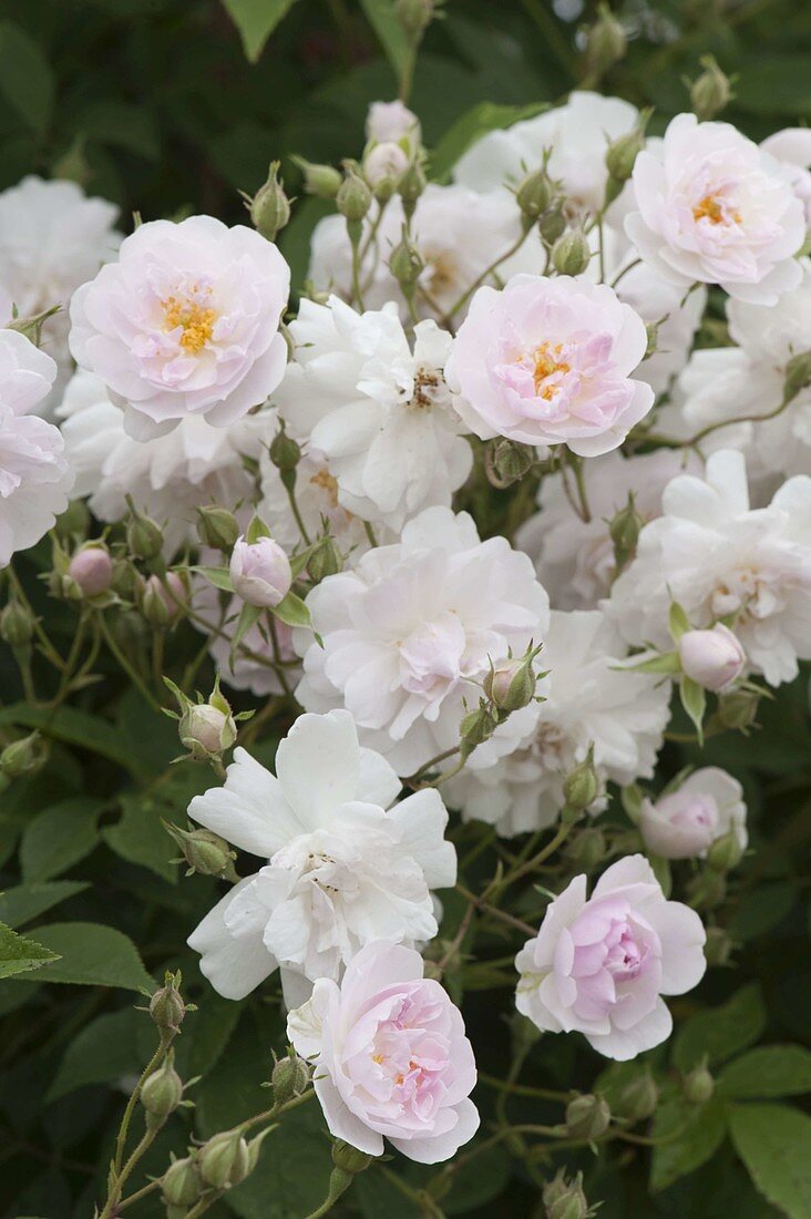 Rosa 'Paul's Himalayan Musk' (single flowering rambler rose)