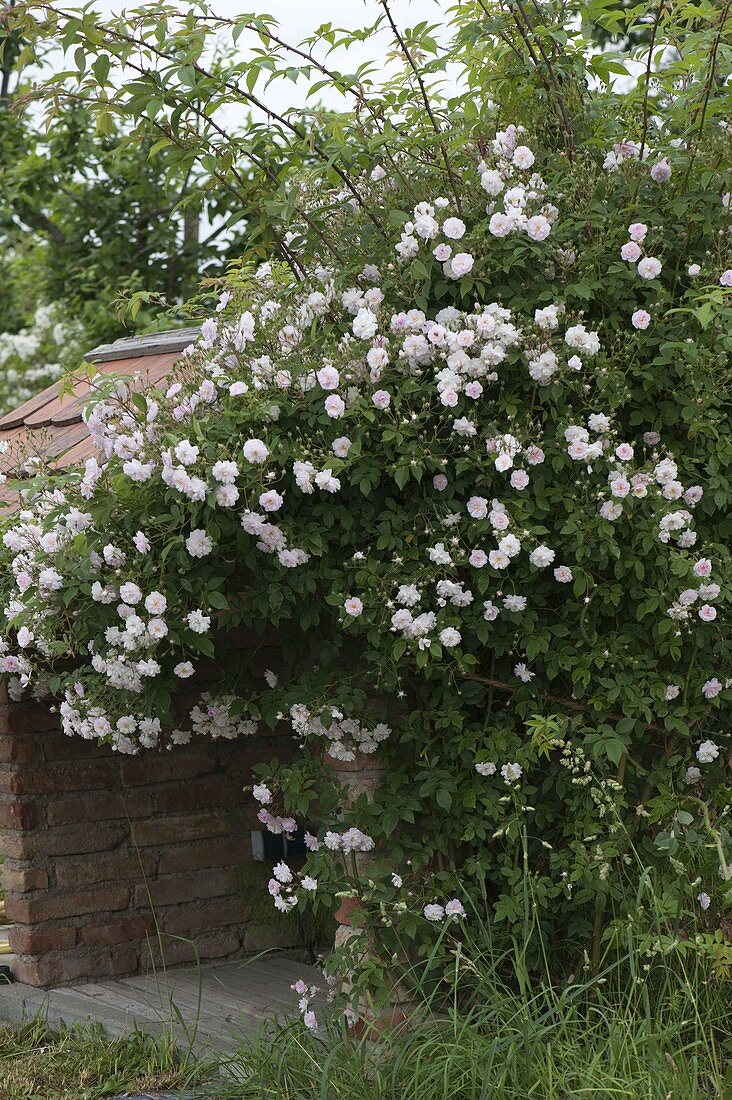 Rosa 'Paul's Himalayan Musk' (Einmalblühende Ramblerrose)