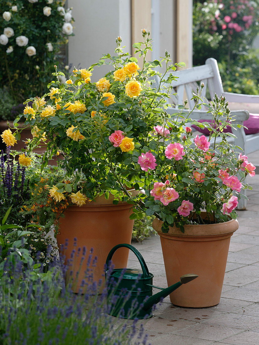 Rosa 'Lisa' gelb, 'Herzogin Friederike' lachsrose mit gelber Mitte