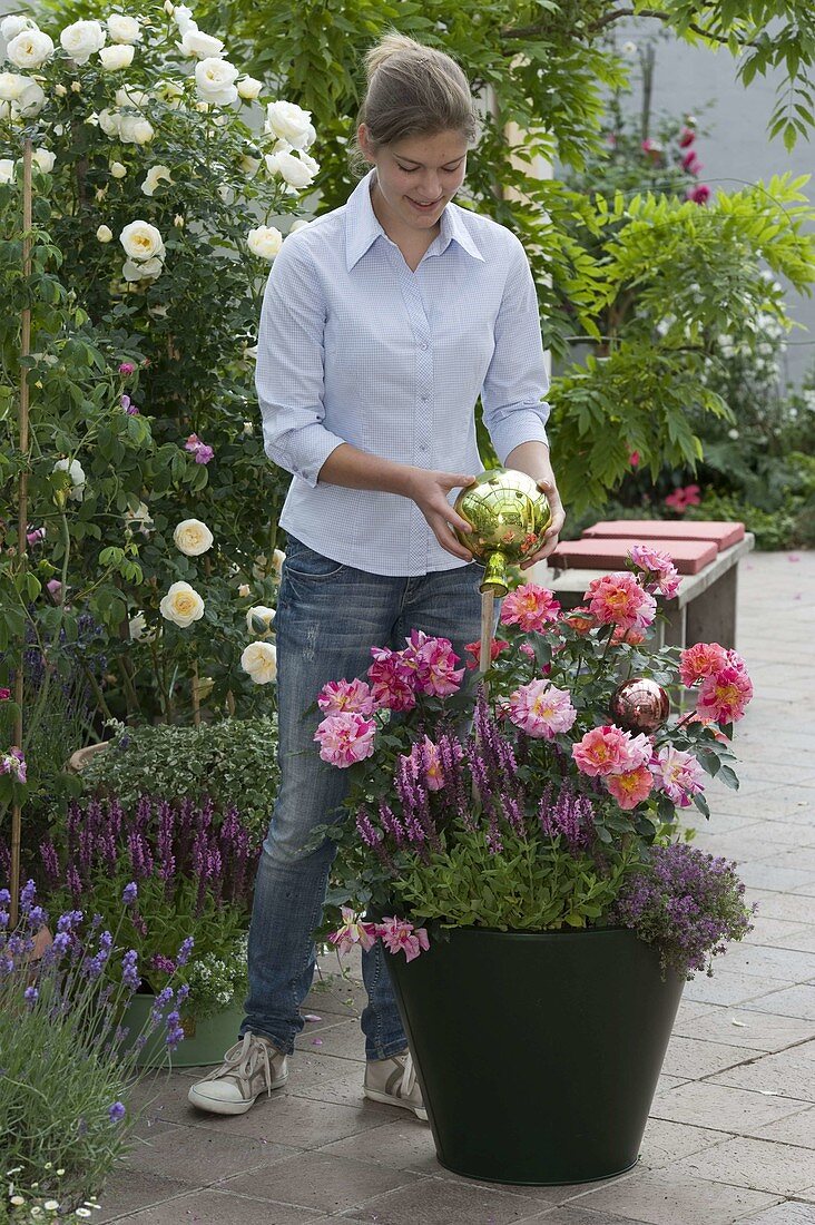 Rosa 'Henri Matisse' (Malerrose), öfterblühend, starker Duft