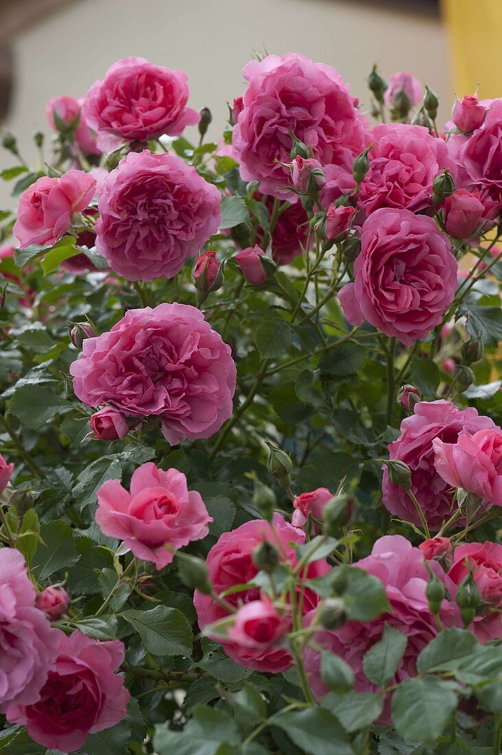 Rosa 'Rosarium Uetersen' (Kletterrose)