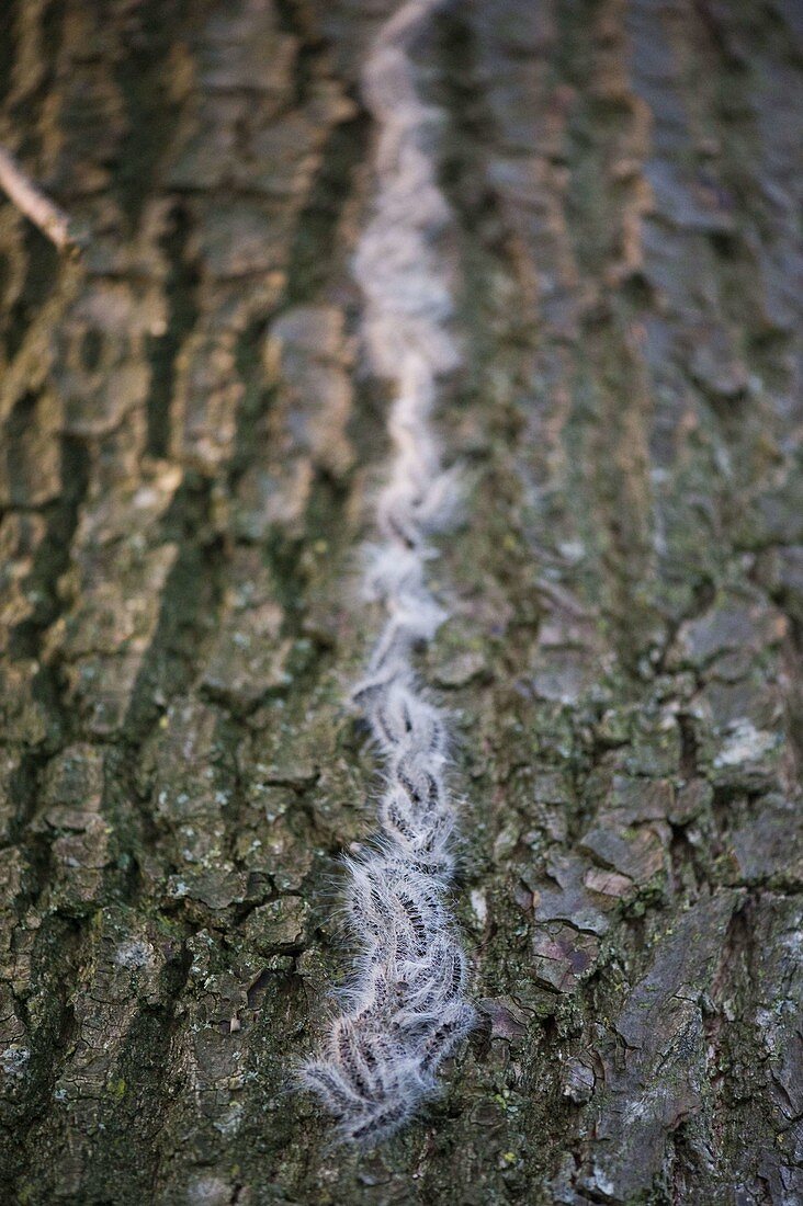 Oak processionary moth (Thaumetopoea processionea)