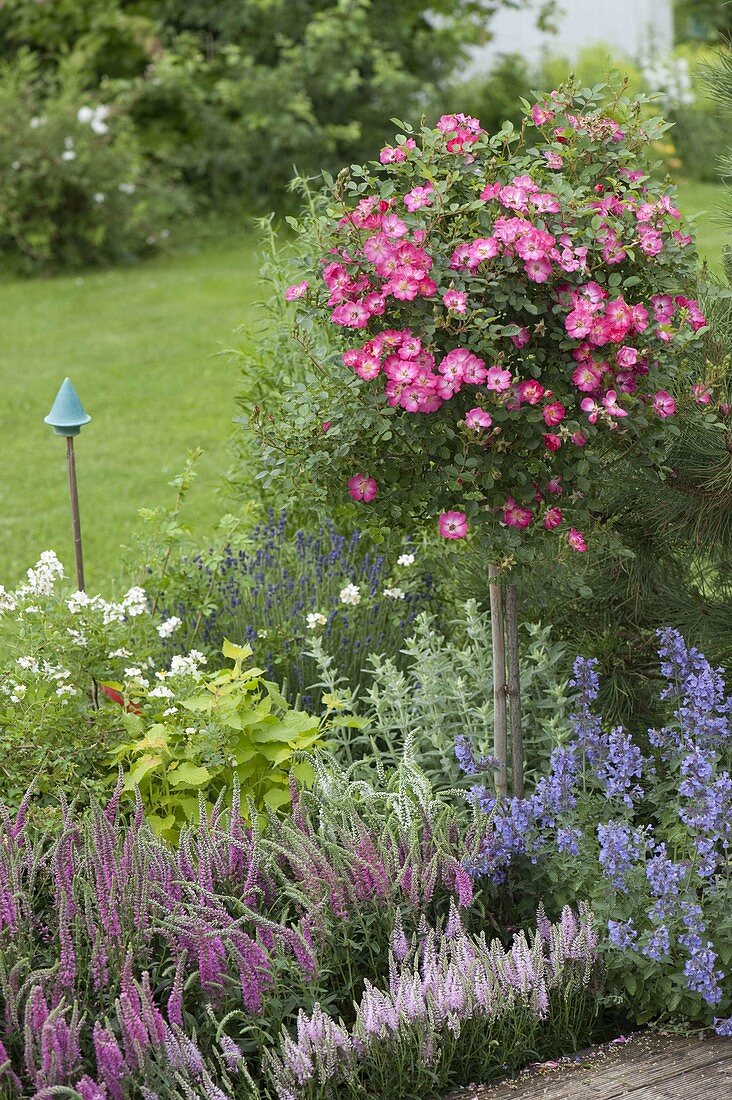 Rosa 'Lupo' (dwarf rose by Kordes on a trunk) underplanted with Veronica