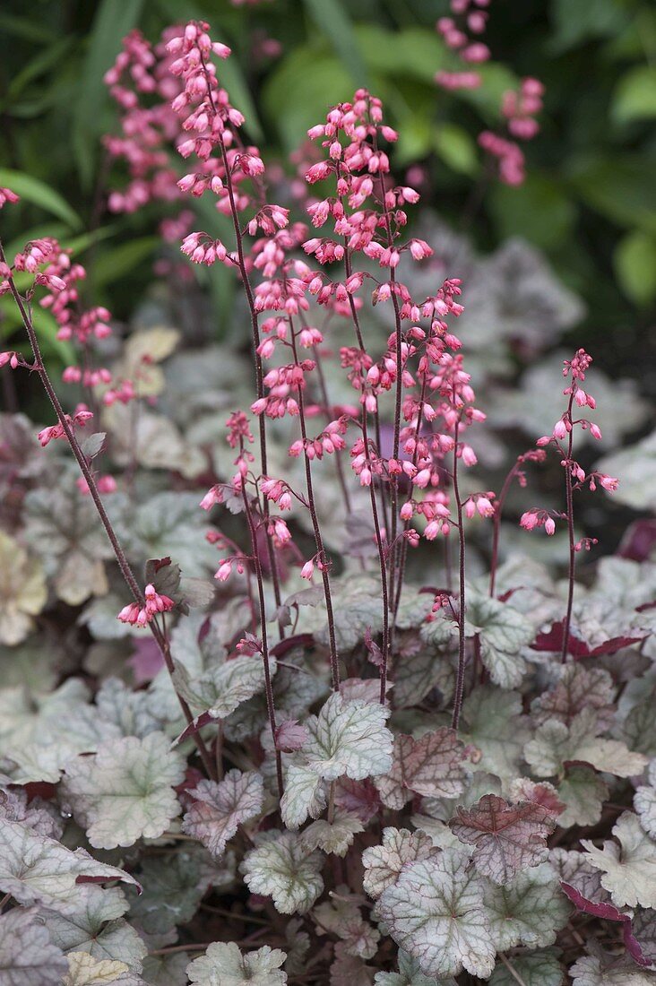 Heuchera 'Blueberry Muffin' (alumroot)