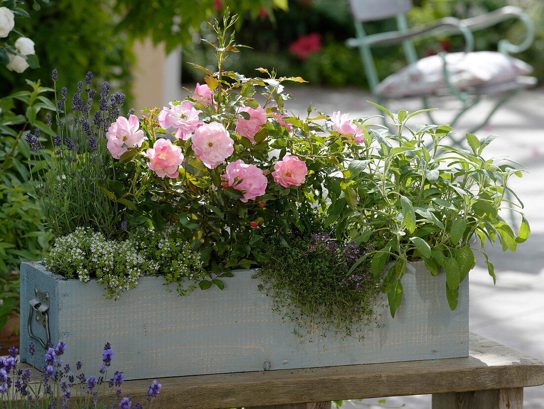 Box with rose and herbs