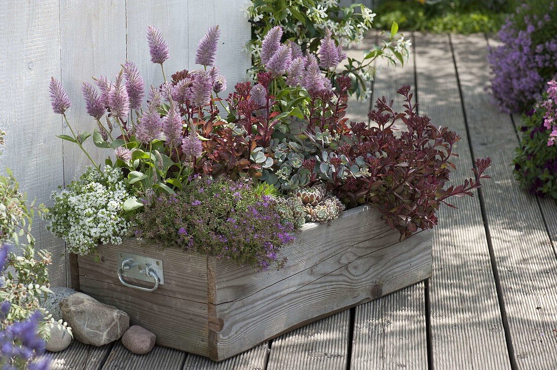 Wooden box planted as mini-garden, Ptilotus exaltatus 'Joey'