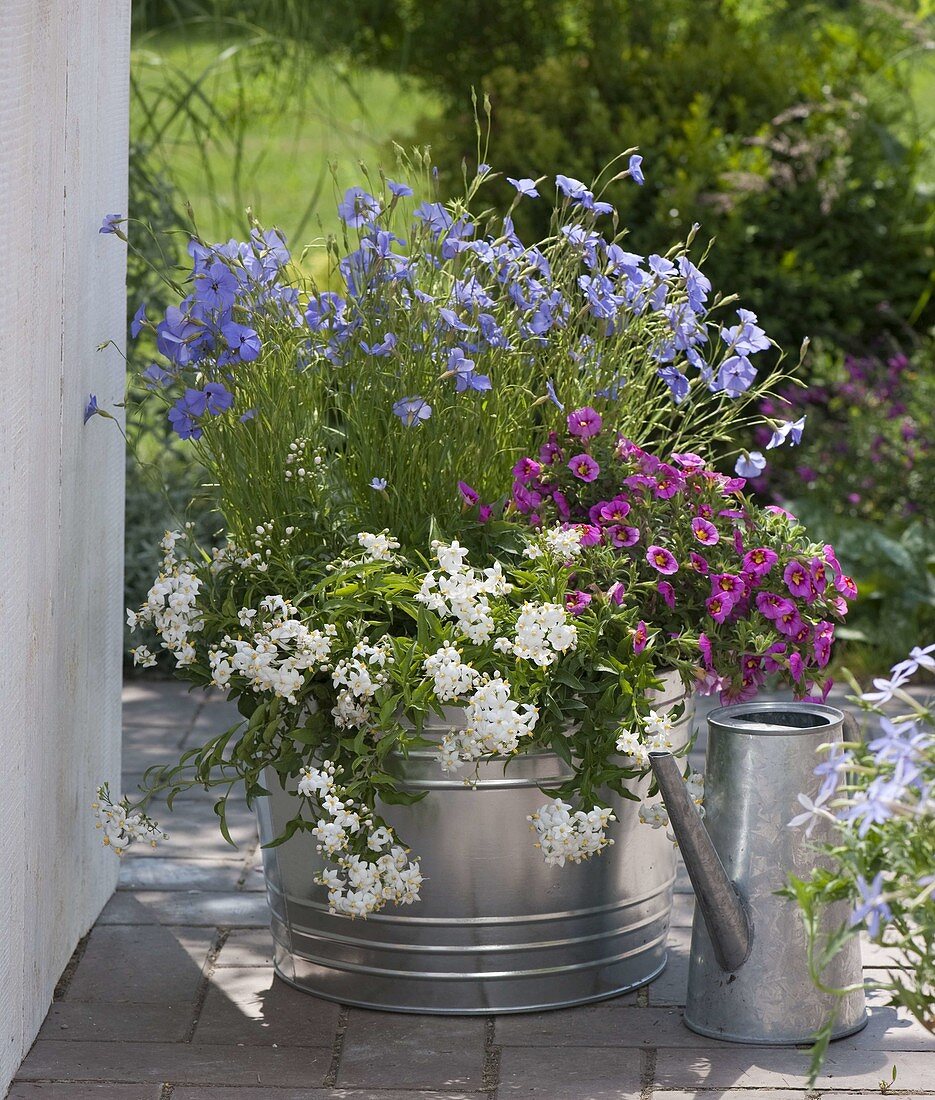 Silene coeli-rosa (sky anemone), Solanum jasminoides