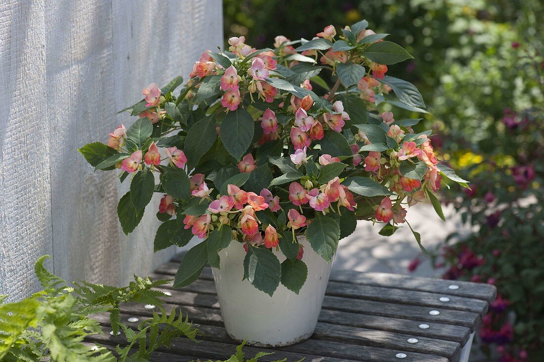 Impatiens fusion 'Heat' (Costa Rica - Lieschen)