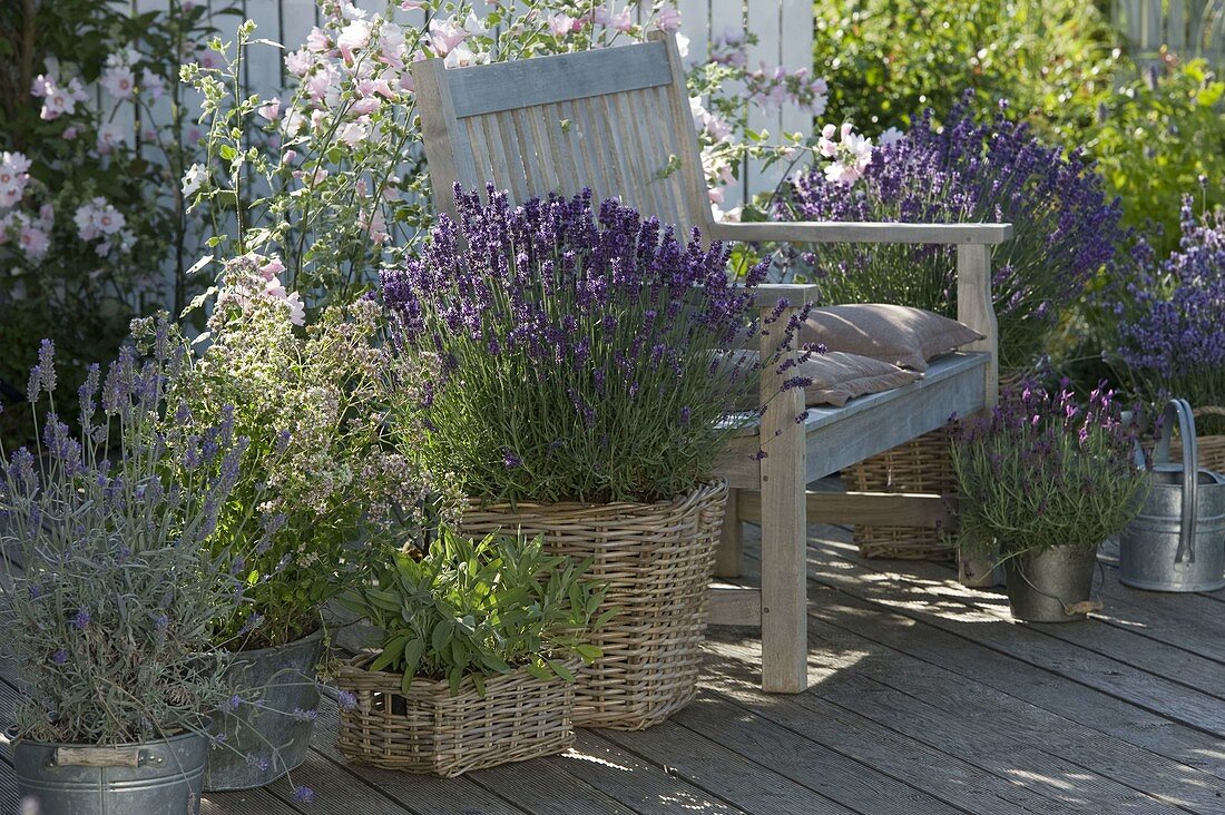 Fragrance terrace with lavender