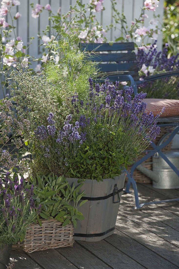 Terrace with herbs