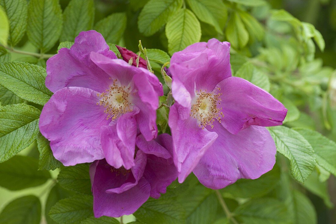 Rosa rugosa (potato rose, apple rose)