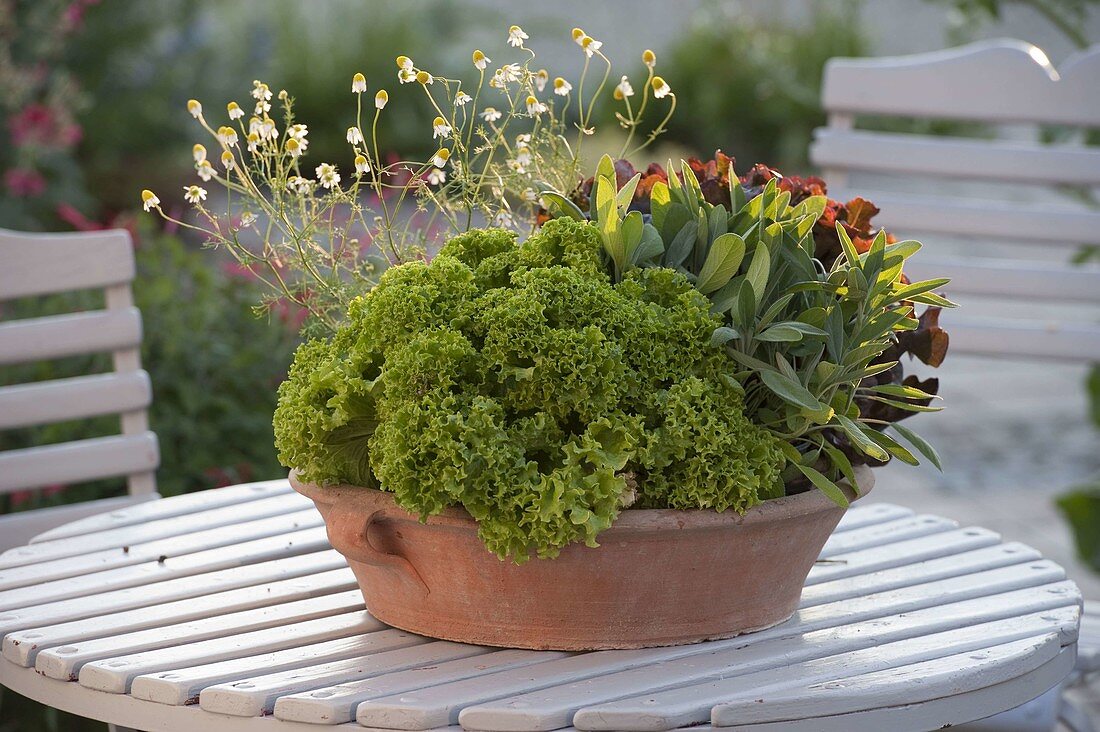 Lettuce 'Lollo Bionda' (Lactuca), Sage (Salvia officinalis), Camomile