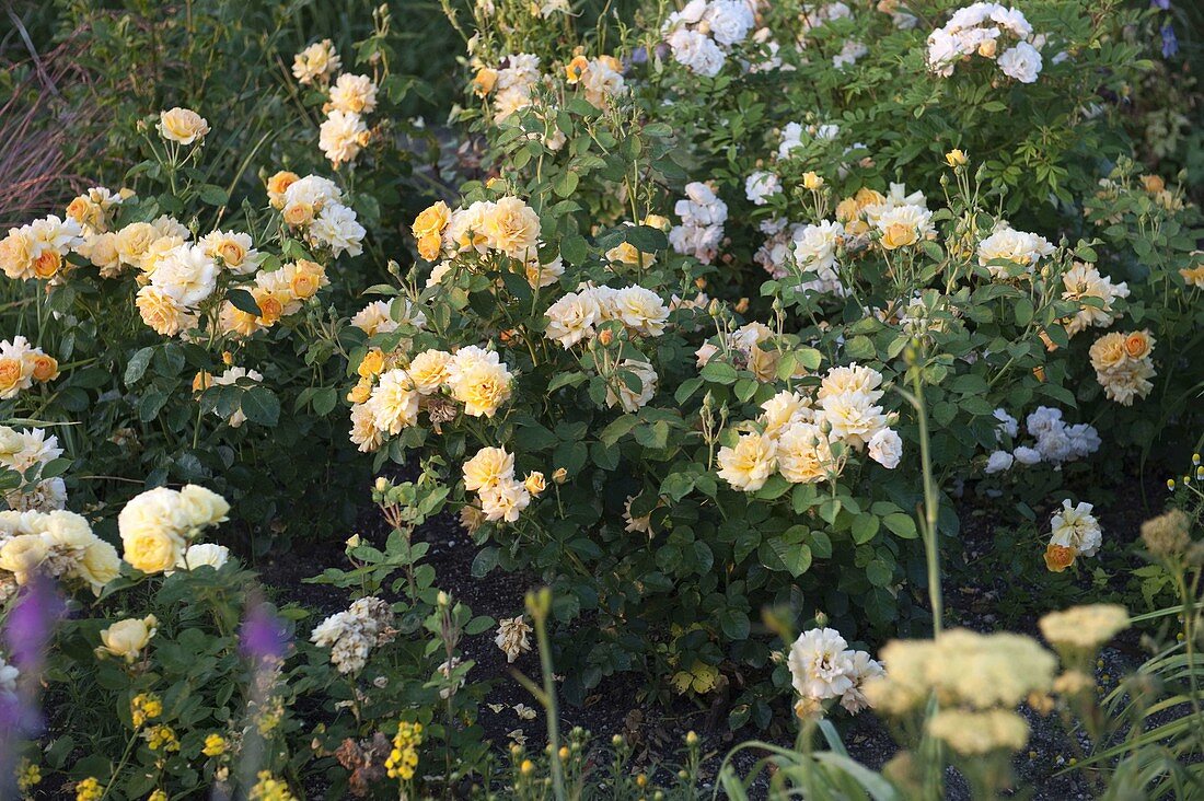 Rosa 'Tequila' (bedding rose), repeat flowering, no fragrance