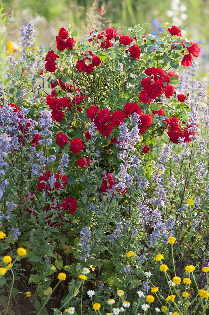 Pink (red dwarf rose) with Nepeta x faassenii 'Six Hills Giant' (catmint)