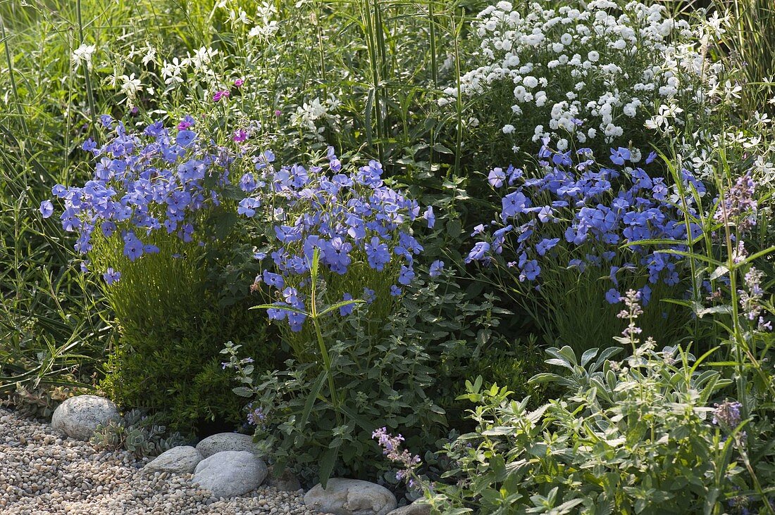 Silene Coeli-Rosa (Sky Anemone), Achillea Ptarmica 'The Pearl'