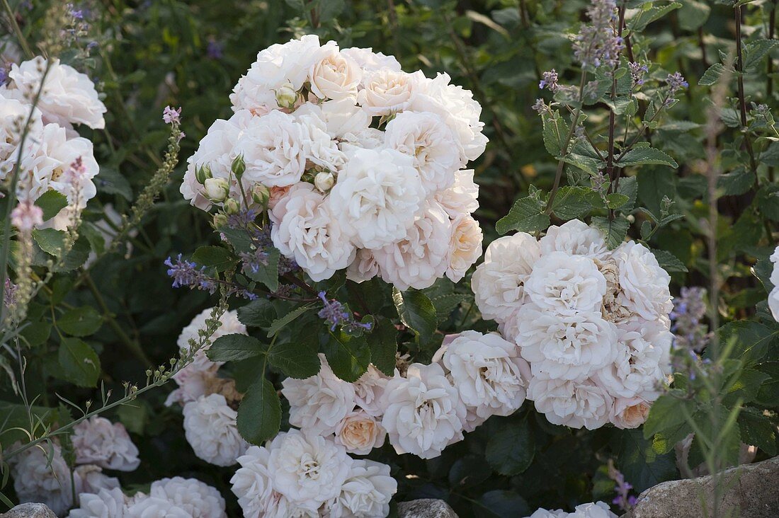 Rosa 'Banquet' (bedding rose), repeat flowering