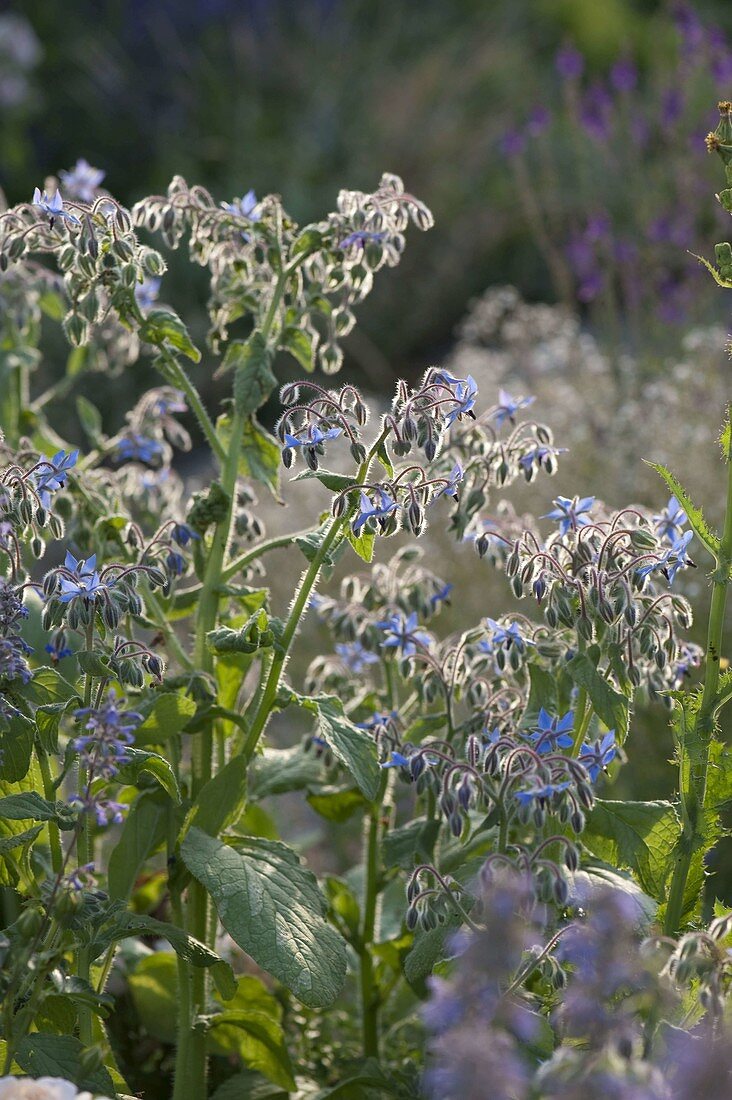 Borage, cucumber herb (Borago)