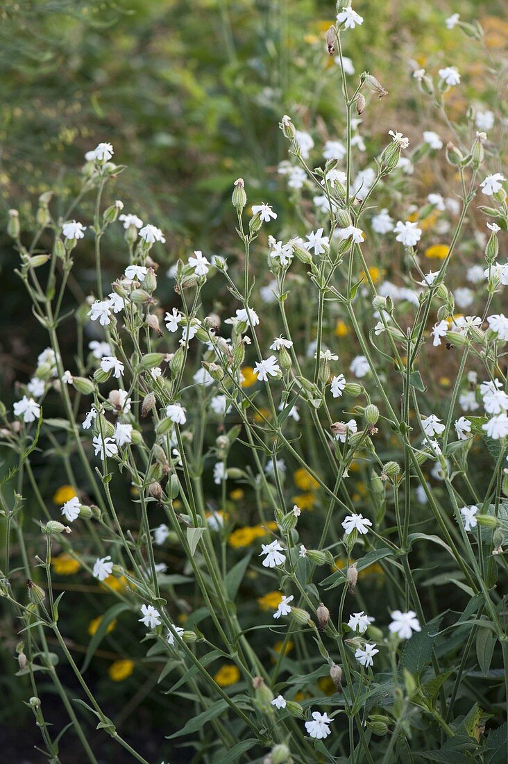 Silene latifolia (Weißes Leimkraut, weiße Lichtnelke)